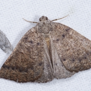 Amelora undescribed species at Melba, ACT - 20 Feb 2021