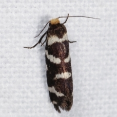 Lepidoscia confluens (A Case moth) at Melba, ACT - 20 Feb 2021 by kasiaaus