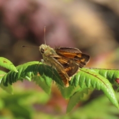 Ocybadistes walkeri at Acton, ACT - 1 Mar 2021