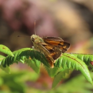 Ocybadistes walkeri at Acton, ACT - 1 Mar 2021