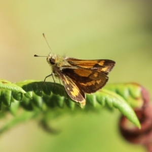 Ocybadistes walkeri at Acton, ACT - 1 Mar 2021