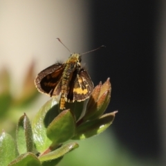 Ocybadistes walkeri at Acton, ACT - 1 Mar 2021 11:37 AM