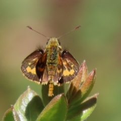 Ocybadistes walkeri at Acton, ACT - 1 Mar 2021