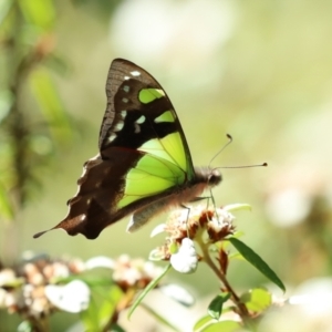Graphium macleayanum at Acton, ACT - 1 Mar 2021 11:42 AM
