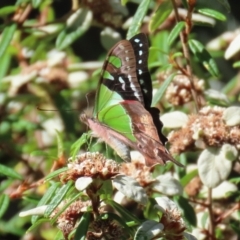 Graphium macleayanum at Acton, ACT - 1 Mar 2021 11:42 AM