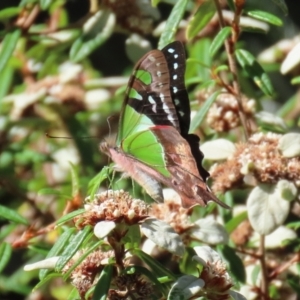 Graphium macleayanum at Acton, ACT - 1 Mar 2021 11:42 AM