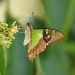 Graphium macleayanum at Acton, ACT - 1 Mar 2021 11:42 AM