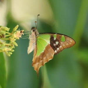 Graphium macleayanum at Acton, ACT - 1 Mar 2021 11:42 AM