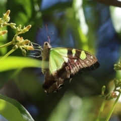 Graphium macleayanum at Acton, ACT - 1 Mar 2021 11:42 AM