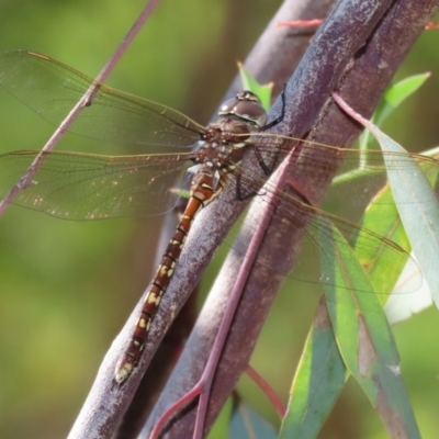 Adversaeschna brevistyla (Blue-spotted Hawker) at ANBG - 28 Feb 2021 by RodDeb
