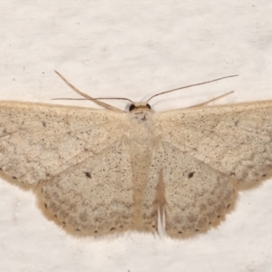 Scopula optivata at Melba, ACT - 20 Feb 2021 10:10 PM