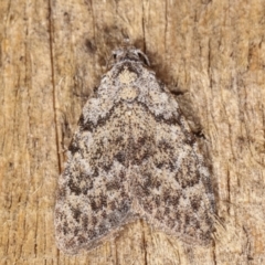 Nola (genus) (A Noctuid moth) at Melba, ACT - 20 Feb 2021 by kasiaaus