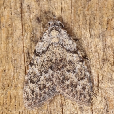 Nola (genus) (A Noctuid moth) at Melba, ACT - 20 Feb 2021 by kasiaaus