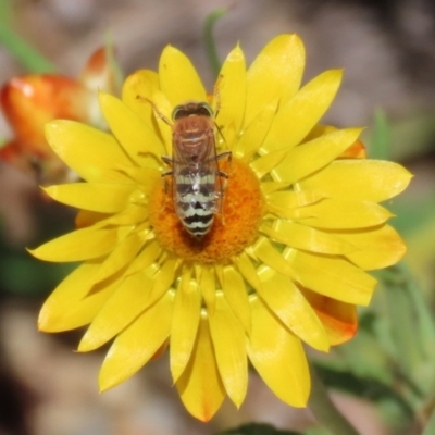 Bembix sp. (genus) (Unidentified Bembix sand wasp) at Acton, ACT - 1 Mar 2021 by RodDeb