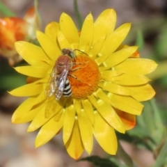 Bembix sp. (genus) at Acton, ACT - 1 Mar 2021