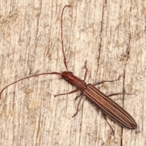 Syllitus grammicus at Melba, ACT - 20 Feb 2021