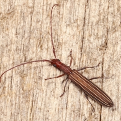 Syllitus grammicus (Longicorn or longhorn beetle) at Melba, ACT - 20 Feb 2021 by kasiaaus