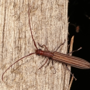 Syllitus grammicus at Melba, ACT - 20 Feb 2021