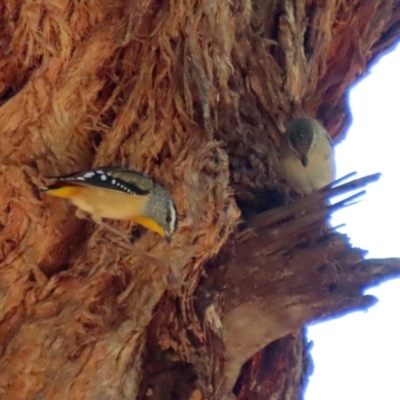 Pardalotus punctatus (Spotted Pardalote) at Acton, ACT - 28 Feb 2021 by RodDeb