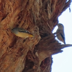 Pardalotus punctatus at Acton, ACT - 1 Mar 2021 10:52 AM