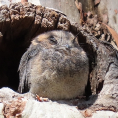 Aegotheles cristatus (Australian Owlet-nightjar) at Acton, ACT - 1 Mar 2021 by RodDeb