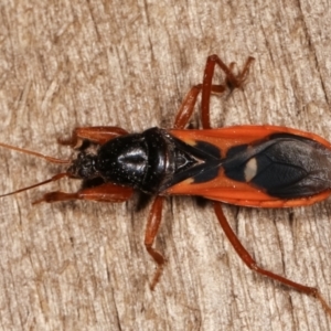 Ectomocoris sp. (genus) at Melba, ACT - 20 Feb 2021 10:14 PM