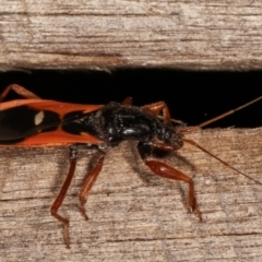 Ectomocoris sp. (genus) at Melba, ACT - 20 Feb 2021 10:14 PM