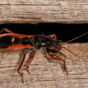 Ectomocoris sp. (genus) at Melba, ACT - 20 Feb 2021