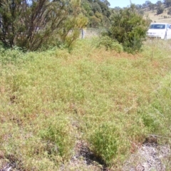 Euphorbia davidii (David's Spurge) at Kenny, ACT - 2 Mar 2021 by MichaelMulvaney