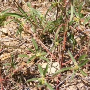 Euphorbia davidii at Kenny, ACT - 2 Mar 2021 01:12 PM