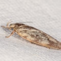 Garrha phoenopis at Melba, ACT - 20 Feb 2021