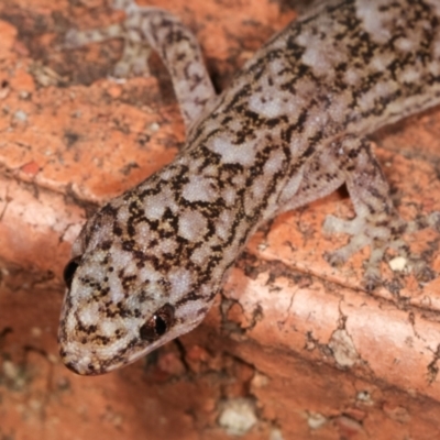 Christinus marmoratus (Southern Marbled Gecko) at Melba, ACT - 20 Feb 2021 by kasiaaus