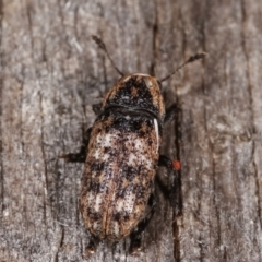 Taburnus breviceps at Melba, ACT - 20 Feb 2021