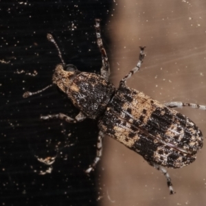 Dendropemon subfasciatus at Melba, ACT - 20 Feb 2021