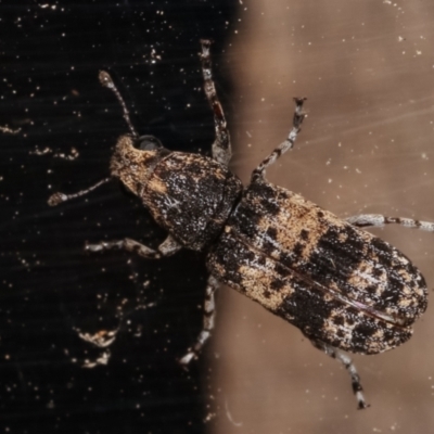 Dendropemon subfasciatus (Fungus weevil) at Melba, ACT - 20 Feb 2021 by kasiaaus