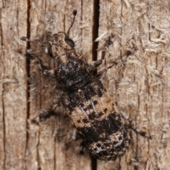 Dendropemon subfasciatus at Melba, ACT - 20 Feb 2021