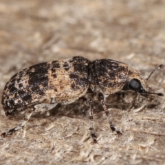 Dendropemon subfasciatus at Melba, ACT - 20 Feb 2021