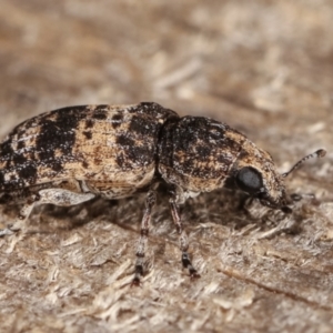 Dendropemon subfasciatus at Melba, ACT - 20 Feb 2021