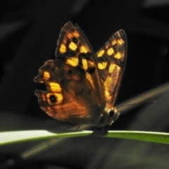 Heteronympha paradelpha (Spotted Brown) at Acton, ACT - 1 Mar 2021 by JohnBundock