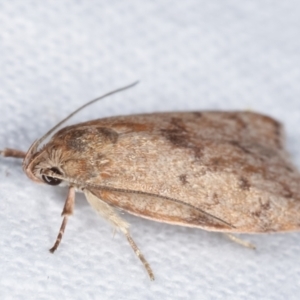 Heliocausta undescribed species at Melba, ACT - 20 Feb 2021