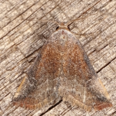 Mataeomera coccophaga (Brown Scale-moth) at Melba, ACT - 20 Feb 2021 by kasiaaus