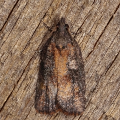 Thrincophora inconcisana (A Tortricid moth) at Melba, ACT - 20 Feb 2021 by kasiaaus