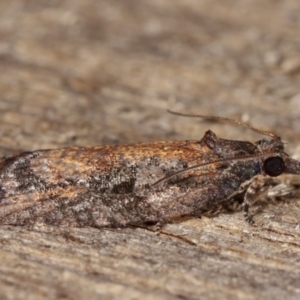 Thrincophora inconcisana at Melba, ACT - 20 Feb 2021 11:43 PM