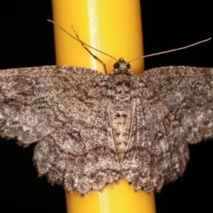 Ectropis fractaria at Melba, ACT - 20 Feb 2021 11:49 PM