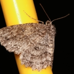 Ectropis fractaria at Melba, ACT - 20 Feb 2021 11:49 PM