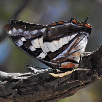 Charaxes sempronius (Tailed Emperor) at Downer, ACT - 1 Mar 2021 by JohnBundock