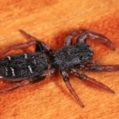 Holoplatys invenusta (Jumping spider) at Melba, ACT - 20 Feb 2021 by kasiaaus