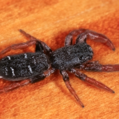 Holoplatys invenusta (Jumping spider) at Melba, ACT - 20 Feb 2021 by kasiaaus