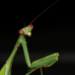 Pseudomantis albofimbriata (False garden mantis) at Melba, ACT - 21 Feb 2021 by kasiaaus