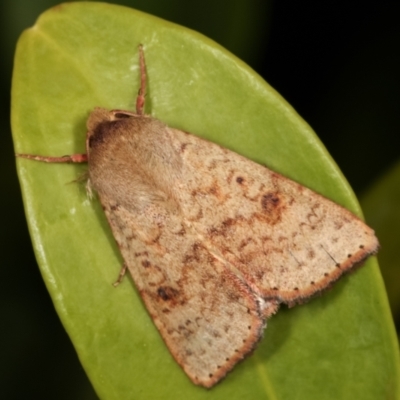 Helicoverpa armigera (Cotton bollworm, Corn earworm) at Melba, ACT - 21 Feb 2021 by kasiaaus